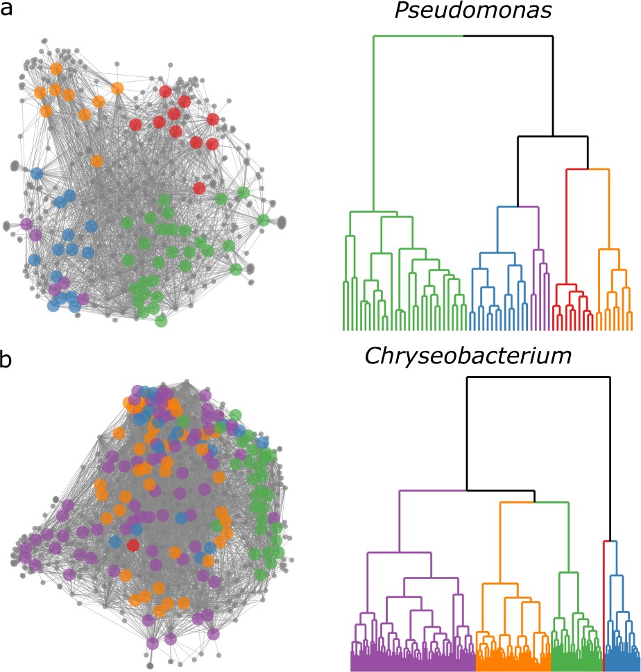 Genomic Pathway Visualization