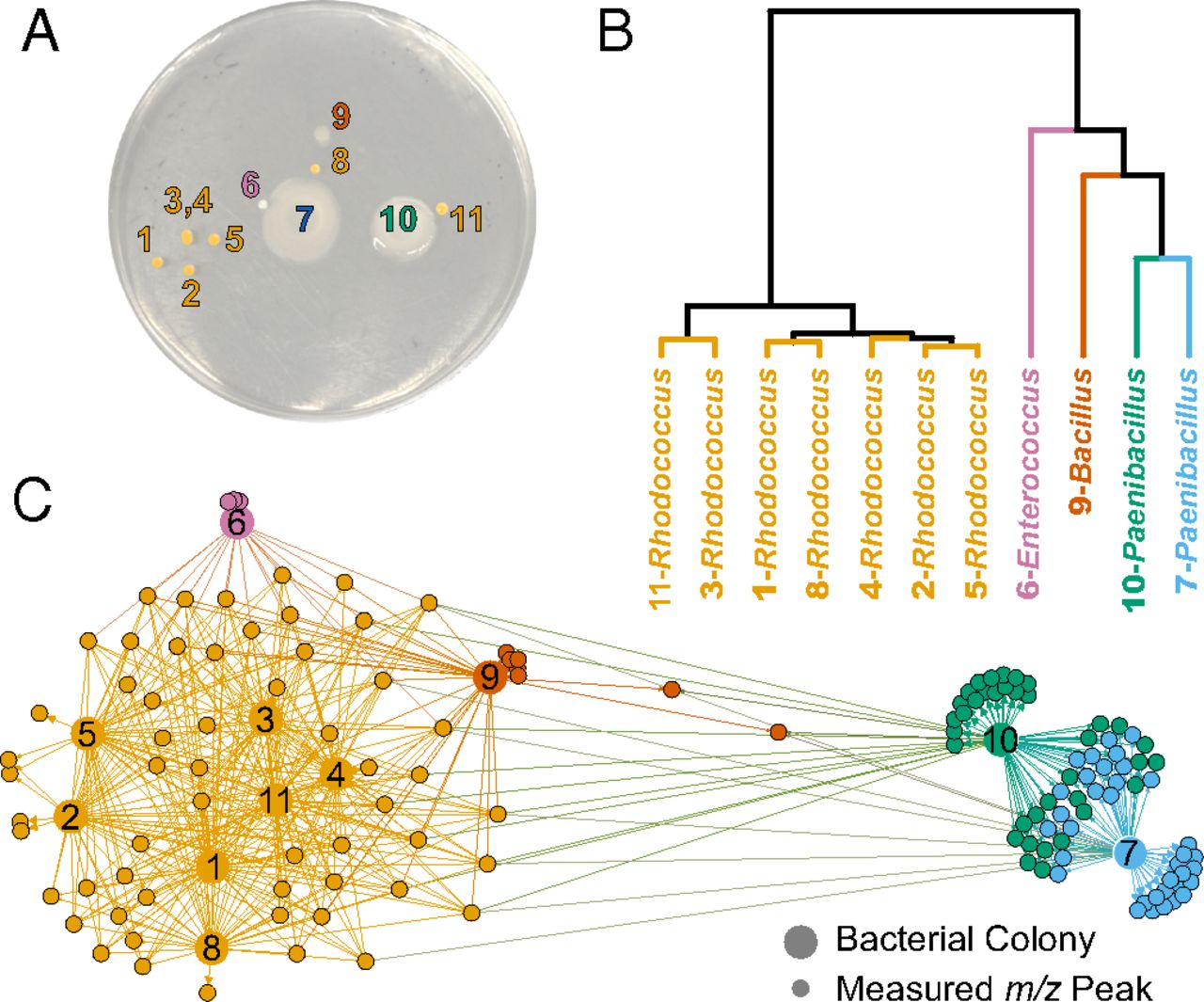 Genomic Pathway Visualization