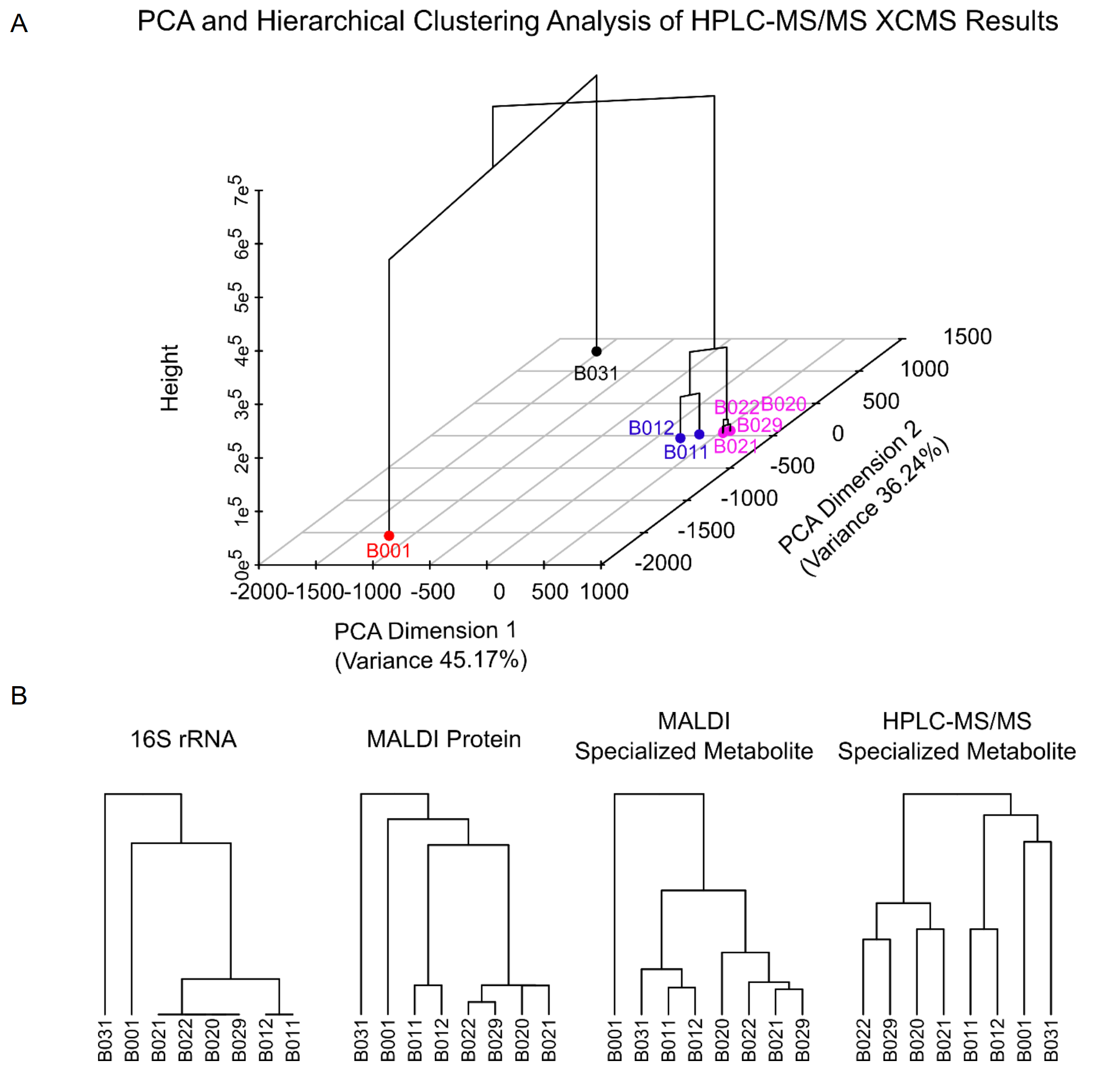 Genomic Pathway Visualization