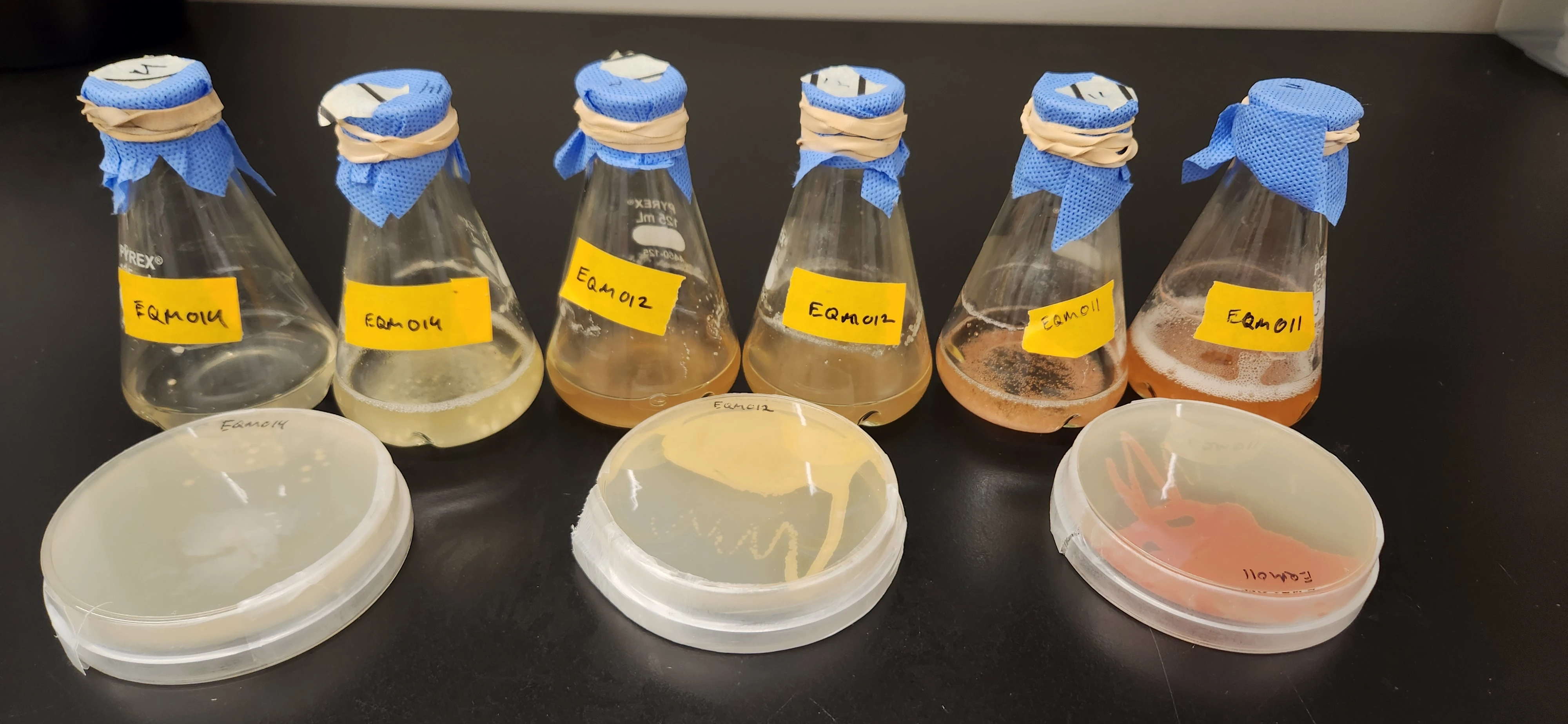 Labeled EQM-011, EQM-012, and EQM-014 fermentation flasks with corresponding agar plates