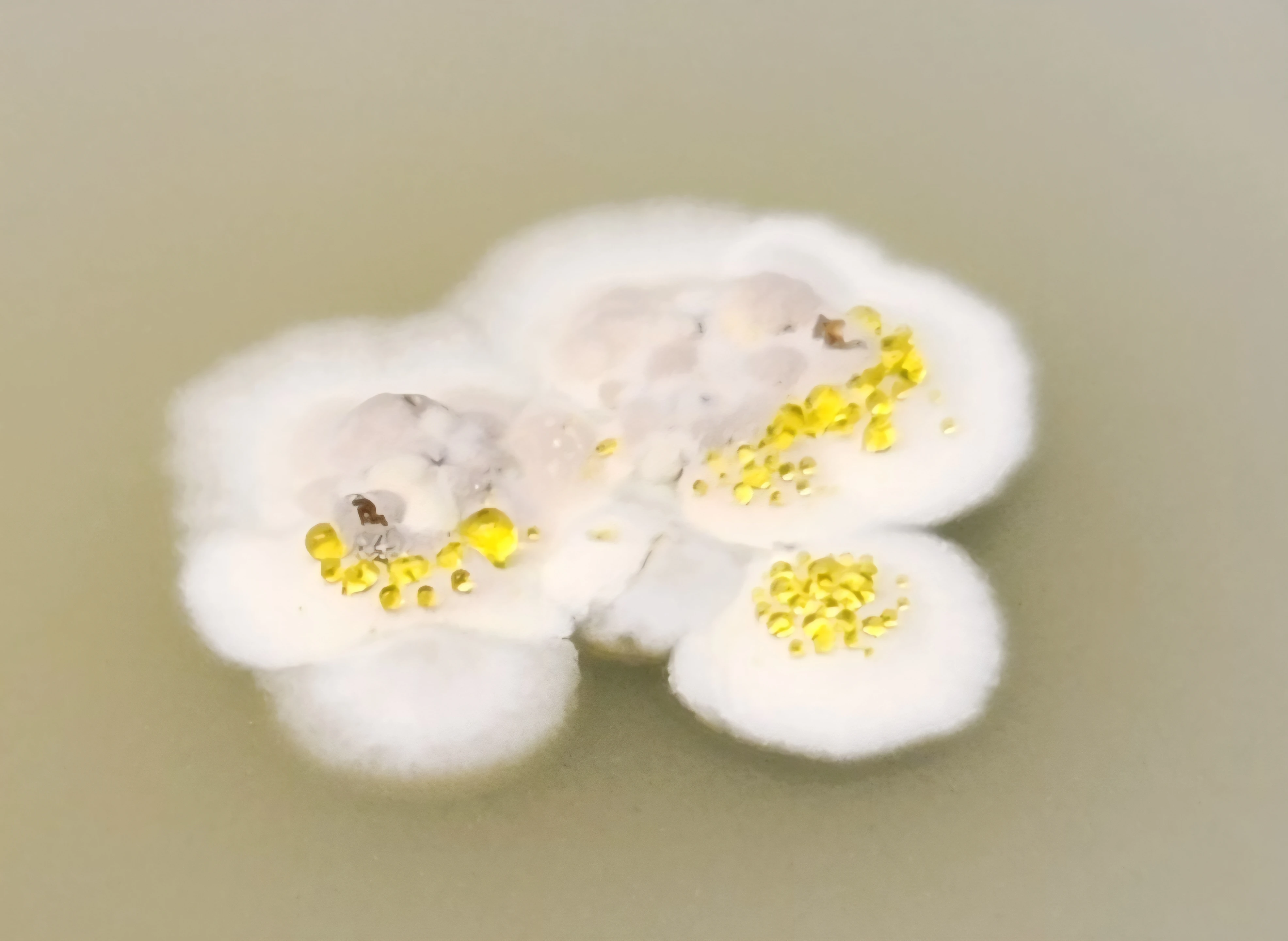 White bacterial colony with yellow exudate droplets on agar